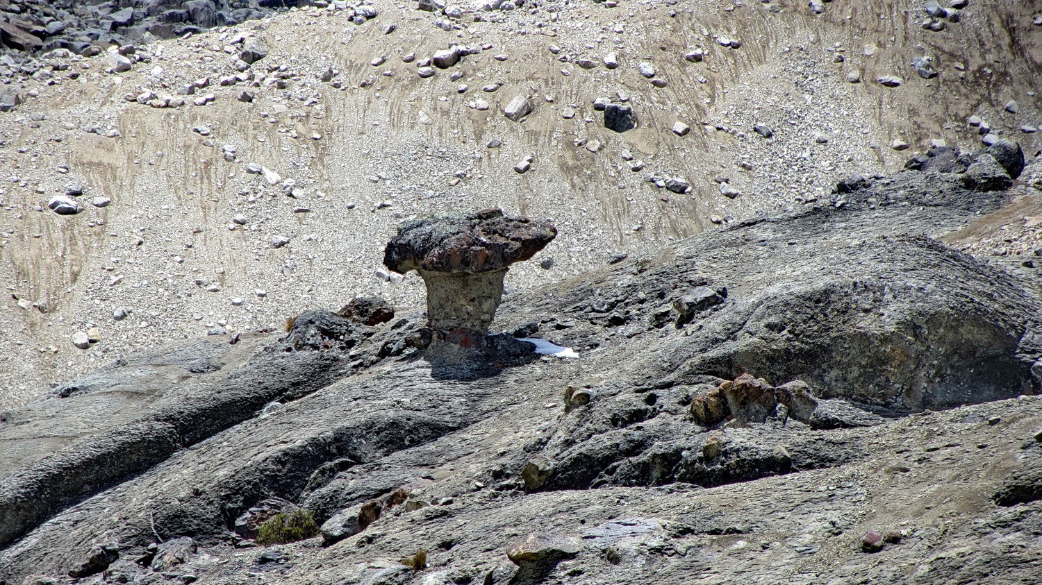 Mushroom on the western side of Punta Cuyoc